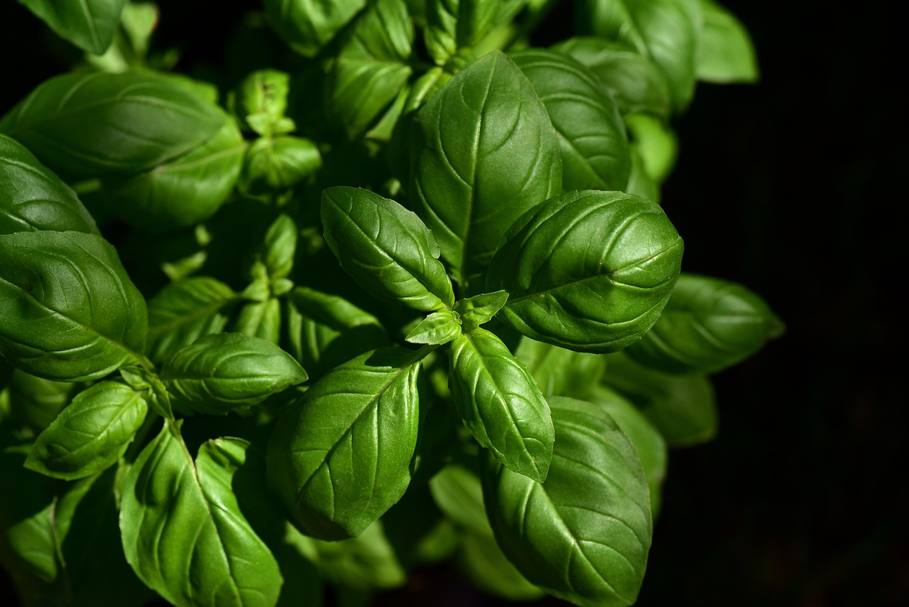 Litsea Cubeba in the Kitchen: Culinary Notes on May Chang Fruit and Oil